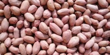 കപ്പലണ്ടി കഴിക്കുന്നത് വണ്ണം കൂട്ടുമോ അതോ കുറയ്ക്കുമോ?