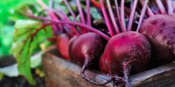 വണ്ണം കുറയ്ക്കാന്‍ ഡയറ്റില്‍ ഉള്‍പ്പെടുത്താം ബീറ്റ്റൂട്ട്; അറിയാം ഗുണങ്ങള്‍…