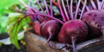 ബീറ്റ്റൂട്ട് കഴിച്ചാലുള്ള ആരോ​ഗ്യ​​ഗുണങ്ങൾ ഇതൊക്കെയാണ്