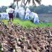 കോട്ടയം ജില്ലയിലെ ആർപ്പൂക്കര, വെച്ചൂർ, നീണ്ടൂർ എന്നിവിടങ്ങളിൽ പക്ഷിപ്പനി; കര്‍ശന നിയന്ത്രണവുമായി കളക്ടര്‍