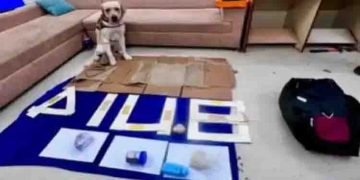 ഉഗാണ്ടയിൽ നിന്ന് അഞ്ചരക്കോടിയുടെ മയക്കുമരുന്നുമായി എത്തിയ യുവതിയെ സ്നിഫര്‍ ഡോഗ് പിടികൂടി