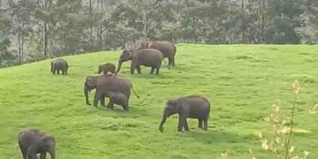 കാട്ടാന കുട്ടികളിലെ രോഗബാധ; നിരീക്ഷണത്തിന് വാച്ചര്‍മാരെ നിയോഗിച്ച് വനം വകുപ്പ്