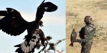 കാലിൽ നിരീക്ഷണ ക്യാമറ, പൊസിഷനിംഗ് സിസ്റ്റം ട്രാക്കർ; ശത്രു ഡ്രോണുകളെ തകർക്കാൻ പരുന്തുകളുടെ പ്രത്യേക സ്ക്വാഡ്