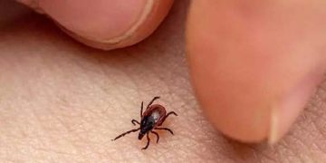 ചെള്ളുപനിക്കെതിരെ ജാഗ്രത വേണം -ഡി.എം.ഒ