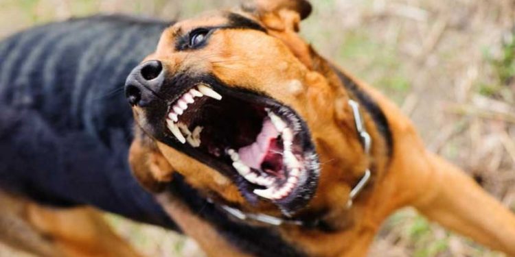 കോട്ടയം മെഡിക്കൽ കോളജിൽ ഡോക്ടർ അടക്കം മൂന്നുപേർക്ക് തെരുവുനായയുടെ കടിയേറ്റു