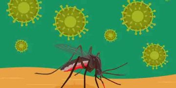 കര്‍ണാടകയില്‍ സിക്ക വൈറസ്; ഈ ലക്ഷണങ്ങള്‍ ശ്രദ്ധിക്കാതെ പോകരുത്…