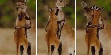 കുഞ്ഞു കം​ഗാരുവിനെ കെട്ടിപ്പിടിച്ച്, ഉമ്മ വെക്കുന്ന അമ്മകം​ഗാരു : വീഡിയോ കാണാം