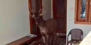 വീട്ടിലൊരു മ്ലാവ്, പിടിച്ചുകെട്ടി വനം വകുപ്പ്, വീഡിയോ വൈറൽ, വിമർശനവും…