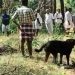 ഗേറ്റ് പൂട്ടി നായയെ തുറന്നുവിട്ട് പ്രതി; രണ്ടുദിവസമായി പോലീസ് പുറത്ത്, ട്രെയിനർമാരുടെ സഹായം തേടിയേക്കും