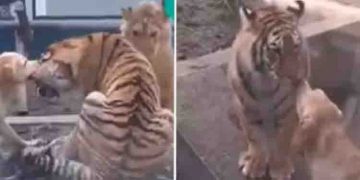 ഇങ്ങനെ തല്ലുകൂടാമോ? കടുവയ്‍ക്കും സിംഹത്തിനും ഇടയിൽ പ്രശ്നം പരിഹരിക്കാൻ നായ, വൈറലായി വീഡിയോ