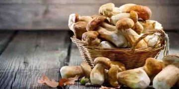 വണ്ണം കുറയ്ക്കാന്‍ മഷ്‌റൂം; അറിയാം മറ്റ് ഗുണങ്ങള്‍…