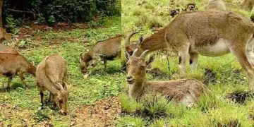 പുതുതായി പിറന്ന വരയാട്ടിന്‍ കുട്ടികളെ കണ്ടെത്തി, ഇരവികുളത്ത് പതിവിലും നേരത്തേ സന്ദര്‍ശക വിലക്കിന് സാധ്യത