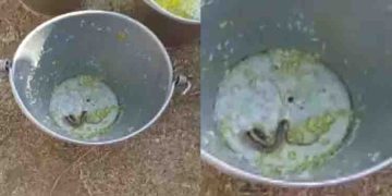 ബംഗാളിൽ സ്‌കൂളിലെ ഉച്ചഭക്ഷണത്തിൽ പാമ്പ്; നിരവധി വിദ്യാര്‍ത്ഥികള്‍ ആശുപത്രിയില്‍