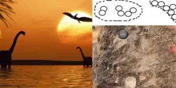 മൂന്ന് വര്‍ഷത്തിനിടയില്‍ രാജ്യത്ത് നിന്ന് കണ്ടെത്തിയത് 256 ദിനോസര്‍ മുട്ടകളുടെ ഫോസിലെന്ന് പഠനം