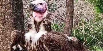 സംശയാസ്പദ സാഹചര്യത്തിൽ കഴുകന്റെ മരണം, വിവരം നൽകുന്നവർക്ക് എട്ട് ലക്ഷം രൂപ നൽകുമെന്ന് മൃ​ഗശാല