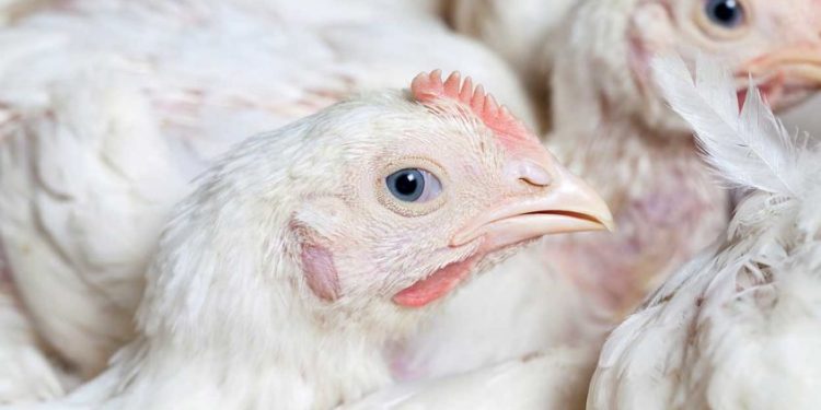 ‘സ്കൂൾ കലോത്സവത്തിന് മാംസം വിളമ്പിയാൽ കോഴിയിറച്ചി സൗജന്യമായി നൽകും’