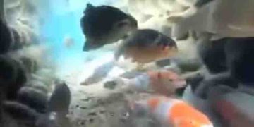 അഴുക്കുചാലിൽ തെളിഞ്ഞ വെള്ളം, നീന്തിത്തുടിച്ച് കോയി മത്സ്യങ്ങൾ; വൈറലായി വീഡിയോ