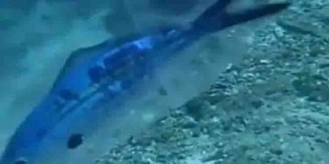 ജീവൻ അപകടത്തിലായ മീനിനെ രക്ഷപ്പെടുത്തുന്ന സ്കൂബ ഡൈവര്‍; വീഡിയോ…