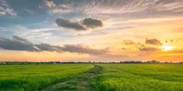 തായ്‌ലൻഡിൽ ശുദ്ധവായു വില്പനയ്ക്ക്; മണിക്കൂറിന് 2500 രൂപ