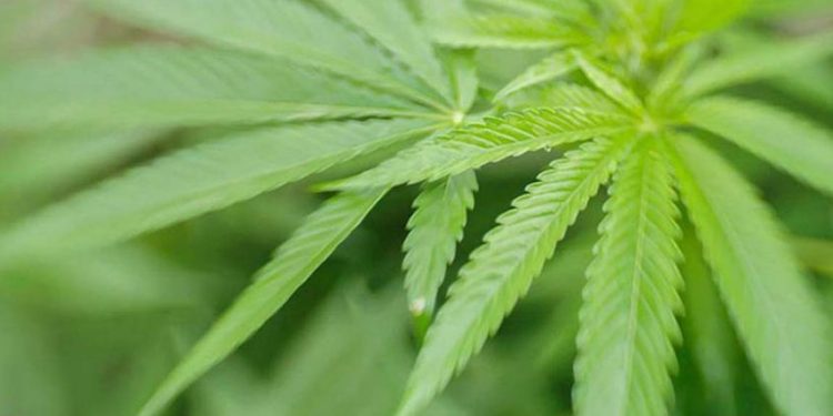 ‘കൗമാരക്കാരെ കീഴടക്കി കഞ്ചാവ്; തുടക്കം പുകവലി‍, ലഹരിയിലേക്ക് ക്ഷണിച്ചത് കൂട്ടുകാർ’