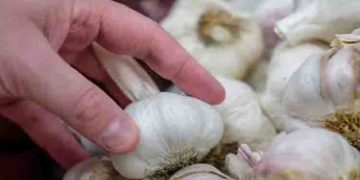 കൊളസ്ട്രോള്‍ മുതല്‍ രക്തസമ്മര്‍ദ്ദം വരെ; അറിയാം വെളുത്തുള്ളിയുടെ ആരോഗ്യ ഗുണങ്ങള്‍…