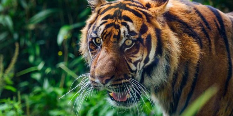 കടുവാസങ്കേതത്തിന് കരുതൽമേഖല ബാധകമോ? സുപ്രീംകോടതി ഉത്തരവിൽ അവ്യക്തത