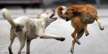 മലപ്പുറത്ത് തെരുവ് നായ ആക്രമണം; മൂന്ന് വയസുകാരി ഉൾപ്പടെ ഒൻപത് പേർക്ക് പരിക്ക്, നായയെ കുരുക്കിട്ട് പിടികൂടി