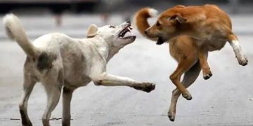 ഒരു വർഷത്തിനിടെ കടിയേറ്റ് കൊല്ലപ്പെട്ടത് ഒമ്പത് സ്ത്രീകൾ; തെരുവ് നായ്ക്കളെ വെടിവെച്ച് കൊന്ന് ബിഹാർ സർക്കാർ