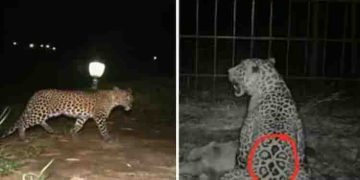 ആശ്വാസം, മൂന്ന് ജീവനെടുത്ത് മൈസൂരുവിന്‍റെ വനമേഖലയെ വിറപ്പിച്ച പുലി ഒടുവില്‍ പിടിയില്‍