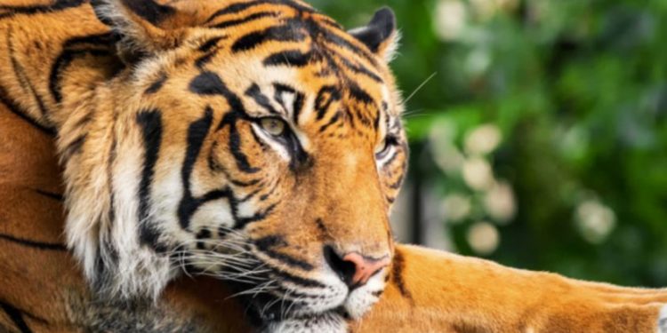 വന്യജീവി ആക്രമണത്തിൽ പരുക്കേൽക്കുന്ന ആളുകളുടെ എണ്ണത്തിൽ വൻ വർധന: കണക്ക് ഇങ്ങനെ