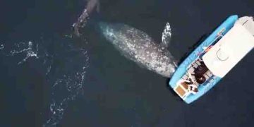 തിമിംഗലം പ്രസവിക്കുന്നത് നിങ്ങൾ കണ്ടിട്ടുണ്ടോ? വെെറലായി വീഡിയോ