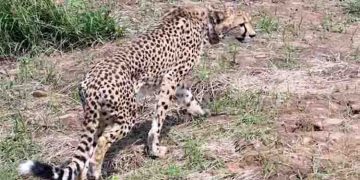 ദക്ഷിണാഫ്രിക്കയില്‍ നിന്ന് 12 ചീറ്റകള്‍ കൂടി എത്തി; ക്വാറന്‍റൈന്‍ കഴിയുന്നതോടെ പാര്‍ക്കിലേക്ക് തുറന്നുവിടും