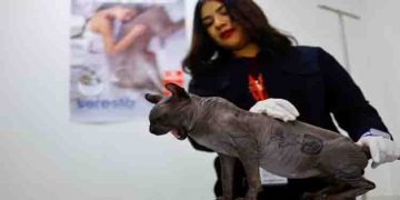 ദേഹത്താകെ ടാറ്റൂവുമായി പൂച്ച, ക്രിമിനൽ സംഘത്തിന്റെ കയ്യിലുണ്ടായിരുന്ന പൂച്ചയെ രക്ഷപ്പെടുത്തി…