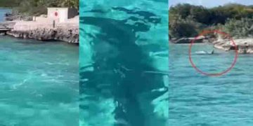 വെള്ളത്തിലേയ്ക്ക് ചാടി വമ്പൻ സ്രാവിനെ ആക്രമിക്കുന്ന നായ; വൈറലായി വീഡിയോ