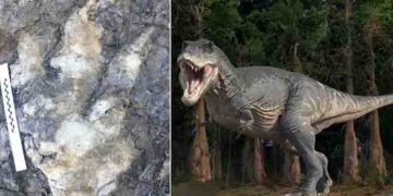 ബീച്ചില്‍ നടക്കാനിറങ്ങിയ യുവതി കണ്ടെത്തിയത് 166 ദശലക്ഷം വര്‍ഷങ്ങള്‍ പഴക്കമുള്ള ദിനോസറിന്‍റെ കാല്‍പാട്