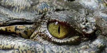 മുതലയുടെ വായിൽ തലയിട്ട് മൃഗശാല സൂക്ഷിപ്പുകാരൻ; പിന്നീട് സംഭവിച്ചത് ഇങ്ങനെ