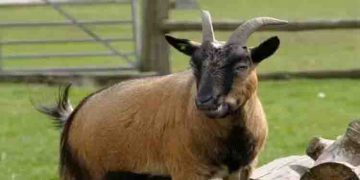 മൃഗശാലയിലെ മൃഗങ്ങളെ കൊന്ന് അതിഥികൾക്ക് വിളമ്പി ക്രിസ്മസ് ആഘോഷിച്ചു, ഡയറക്ടർക്കെതിരെ കേസ്