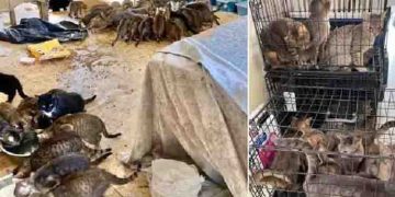 വീട്ടിൽ ദമ്പതികൾ മരിച്ച നിലയിൽ, അതീവ ദയനീയാവസ്ഥയിൽ 150 പൂച്ചകളും