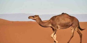 രാജസ്ഥാനില്‍ കലിപ്പിലായ ഒട്ടകം മുതലാളിയുടെ തല കടിച്ചെടുത്തു, തല്ലിക്കൊന്ന് നാട്ടുകാര്‍