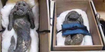 അലറുന്ന മനുഷ്യന്റെ മുഖം, അടിഭാ​ഗം മത്സ്യസദൃശ്യം, ‘മത്സ്യകന്യക മമ്മി’യുടെ രഹസ്യം കണ്ടെത്തിയത് ഇങ്ങനെ