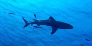 സ്രാവ് ആക്രമിച്ചു, ഡോൾഫിനുകൾക്ക് സമീപം നീന്താൻ ഇറങ്ങിയ പെൺകുട്ടി കൊല്ലപ്പെട്ടു