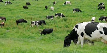 പ്രണയദിനത്തിൽ പശുവിനെ പുണരൂ; ‘പശു ആലിംഗന ദിനം’ ആചരിക്കാൻ കേന്ദ്ര നിർദേശം