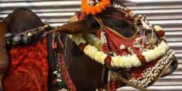 തമിഴ്നാട്ടിൽ ഗർഭിണിയായ പശുവിന് ബേബി ഷവർ നടത്തി ഗ്രാമവാസികൾ