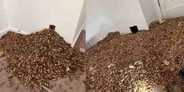 വീടിന്റെ ഭിത്തിക്കകത്ത് 317 കിലോ എക്കോൺ കായകൾ ഒളിച്ചുവച്ച് മരംകൊത്തികൾ!