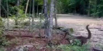 കാട്ടിലൂടെ ഓടിനടക്കുന്ന ‘ദിനോസർ കുഞ്ഞുങ്ങൾ’; സോഷ്യൽ മീഡിയയിൽ ഭീതി പടർത്തിയ വീഡിയോ