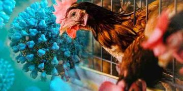 കംബോഡിയയിൽ 11 പേർക്ക് പക്ഷിപ്പനി സ്ഥിരീകരിച്ചു; ഒരു മരണം