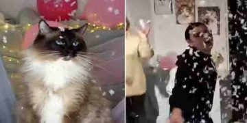 പൂച്ചയ്ക്ക് സർപ്രൈസ് ബർത്ത്ഡേ‍ പാർട്ടി; വീഡിയോ കണ്ട് അമ്പരന്ന് സോഷ്യൽ മീഡിയ