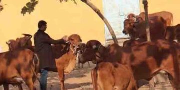 ‘മദ്യം വർജിച്ച് പാൽ കുടിയ്ക്കൂ’; മദ്യഷോപ്പിന് മുന്നിൽ പശുക്കളെ കെട്ടി ബിജെപി നേതാവ്