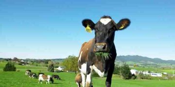 പശുവിൻ്റെ ഏമ്പക്കത്തിനും അധോവായുവിനും നികുതി ചുമത്താനൊരുങ്ങി ന്യൂസിലാൻഡ്