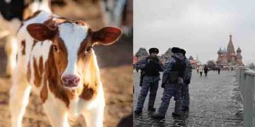 പശുവുമായി നടക്കാനിറങ്ങി, യുവതിക്ക് തടവ് ശിക്ഷയുമായി റഷ്യ